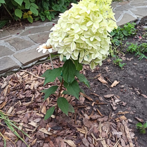 превью изображения отзыва