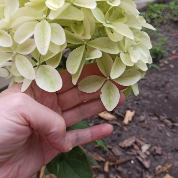 превью изображения отзыва