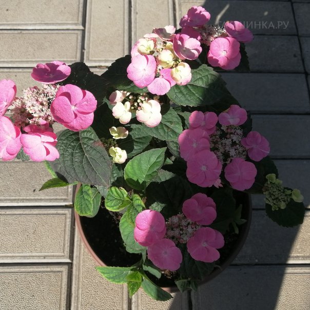 превью изображения отзыва