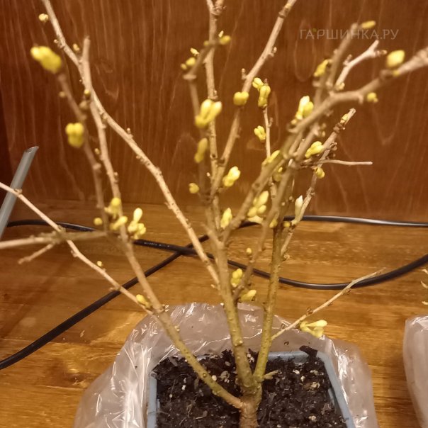 превью изображения отзыва