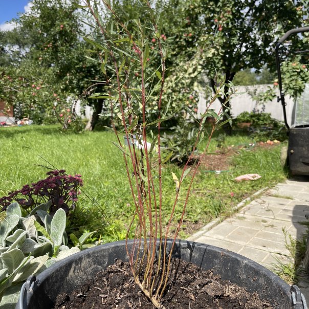 превью изображения отзыва