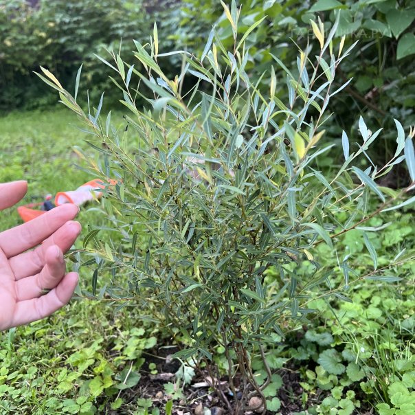 превью изображения отзыва