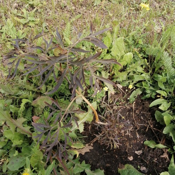 превью изображения отзыва