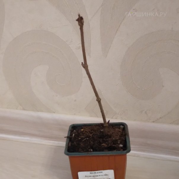 превью изображения отзыва