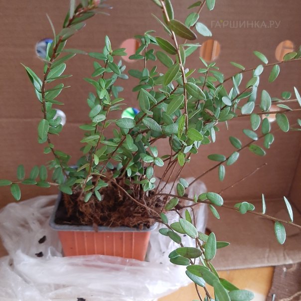 превью изображения отзыва