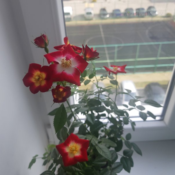 превью изображения отзыва