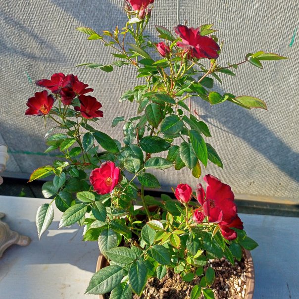 превью изображения отзыва