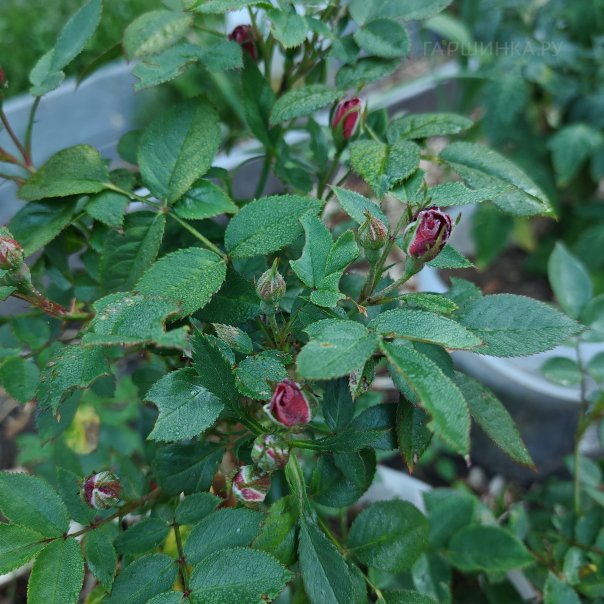 превью изображения отзыва