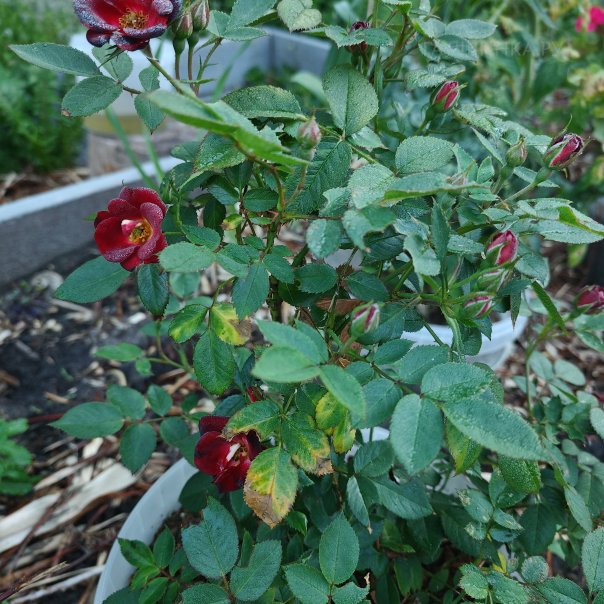 превью изображения отзыва