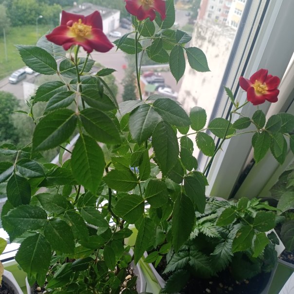 превью изображения отзыва