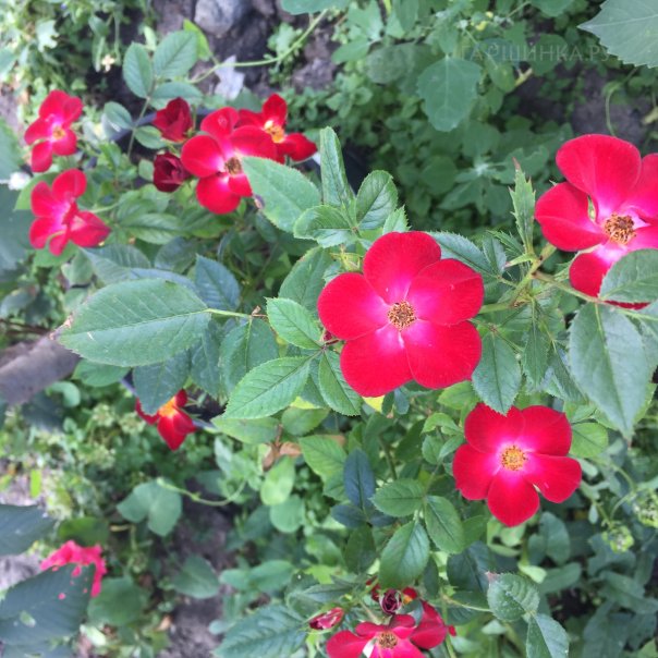 превью изображения отзыва