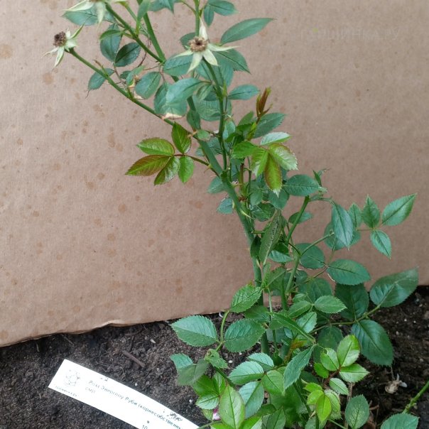 превью изображения отзыва