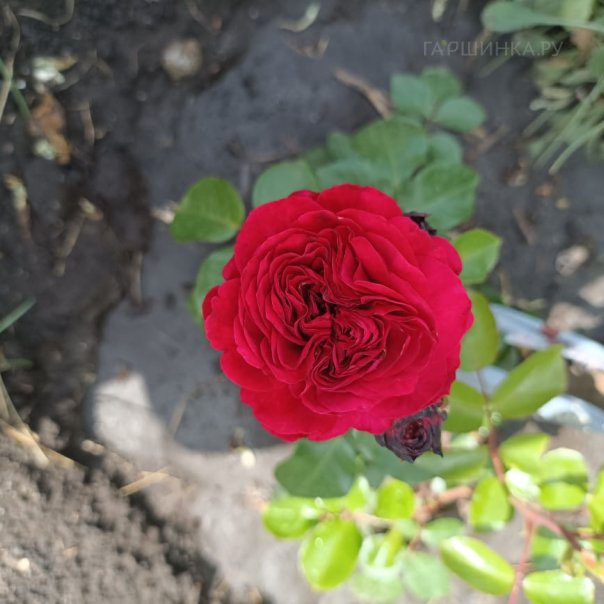 превью изображения отзыва