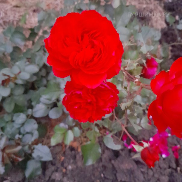 превью изображения отзыва