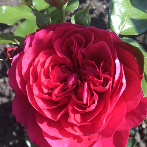 превью изображения отзыва