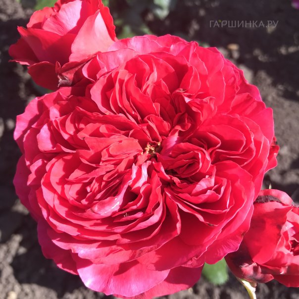 превью изображения отзыва