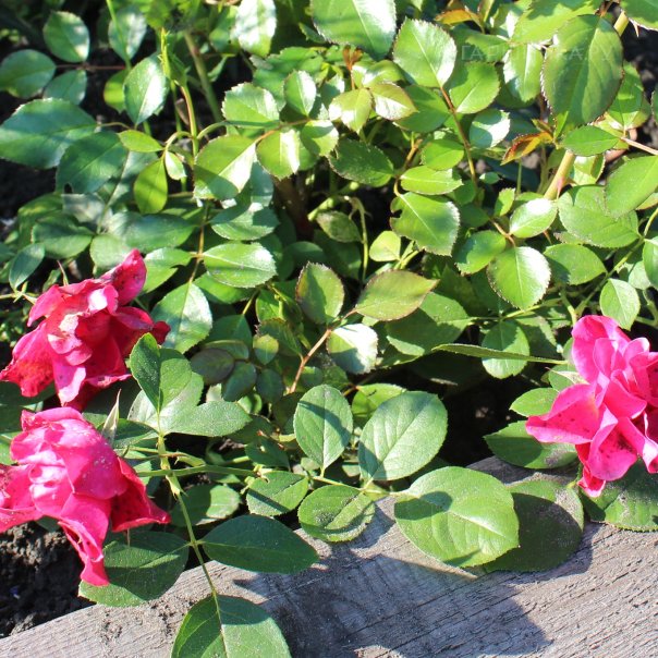 превью изображения отзыва