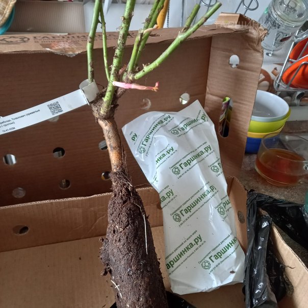 превью изображения отзыва