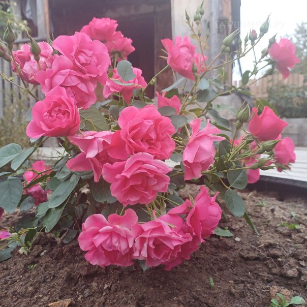 превью изображения отзыва