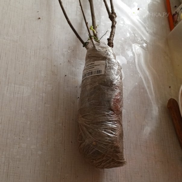 превью изображения отзыва