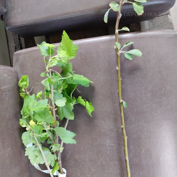 превью изображения отзыва