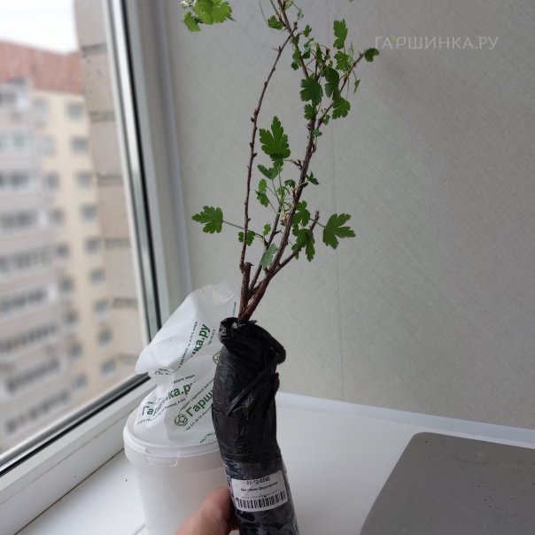 превью изображения отзыва