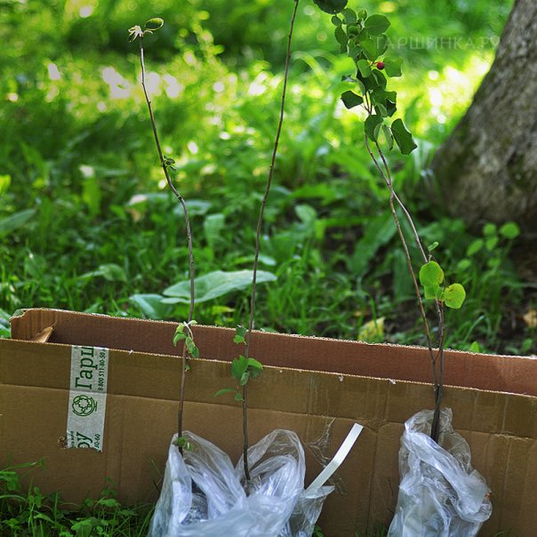 превью изображения отзыва