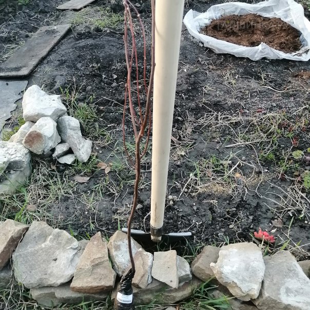 превью изображения отзыва