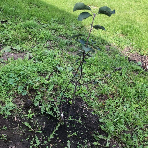 превью изображения отзыва