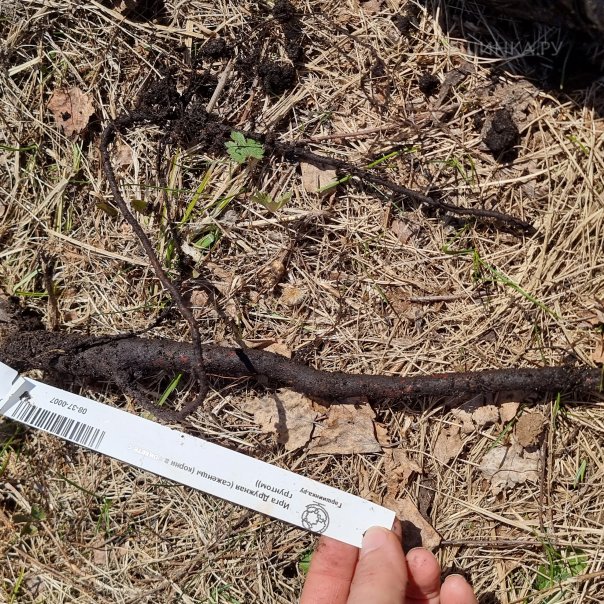 превью изображения отзыва