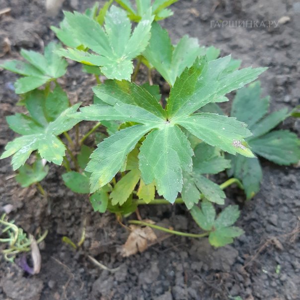 превью изображения отзыва