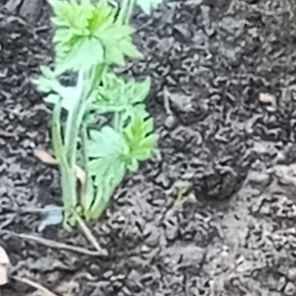 превью изображения отзыва