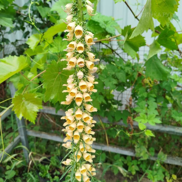 превью изображения отзыва