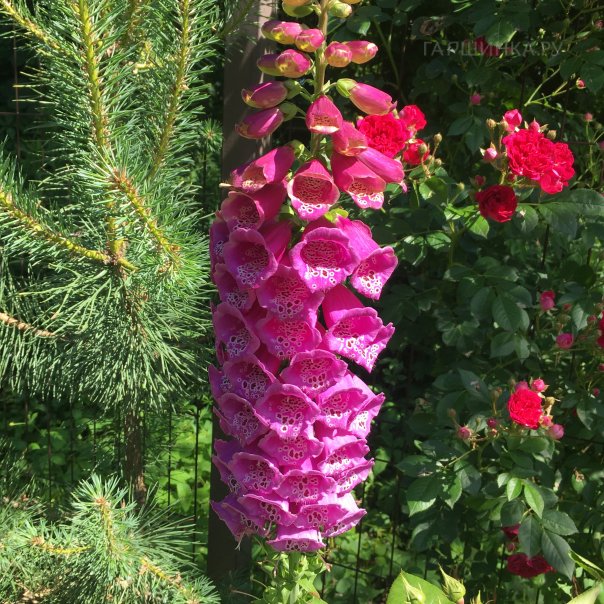 превью изображения отзыва