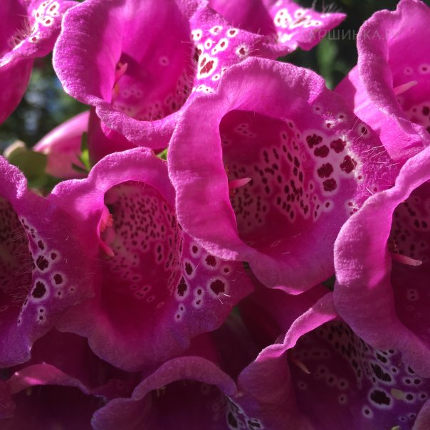 превью изображения отзыва