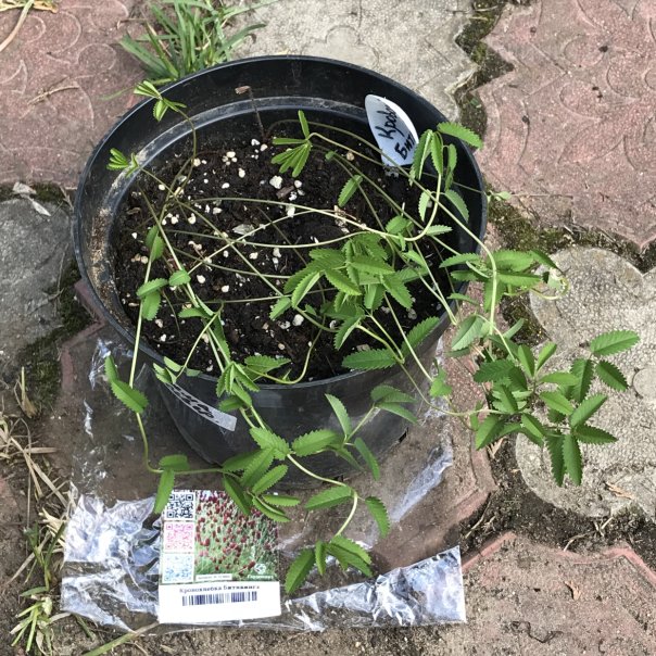 превью изображения отзыва