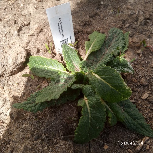 превью изображения отзыва