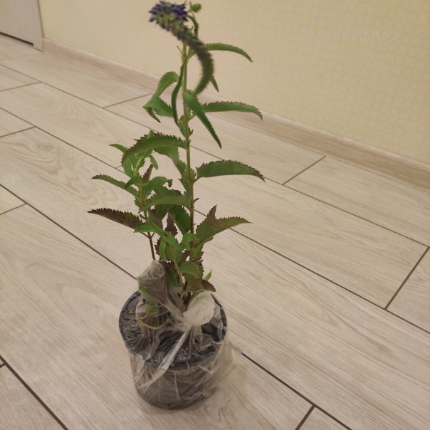 превью изображения отзыва