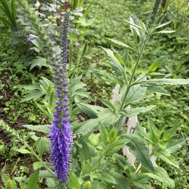 превью изображения отзыва