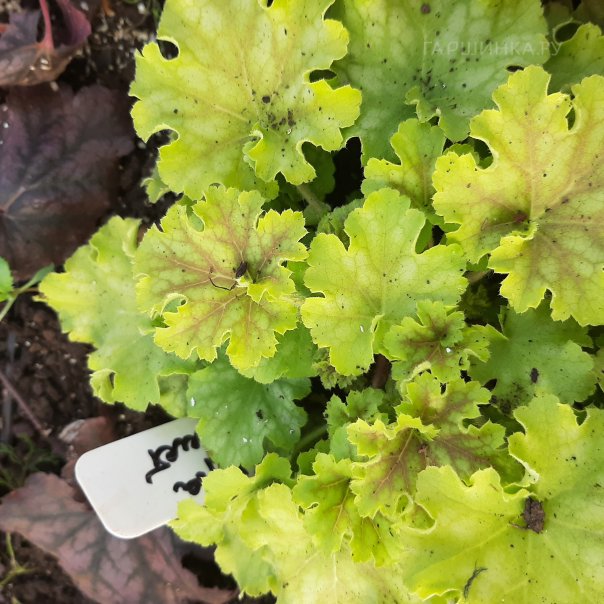 превью изображения отзыва