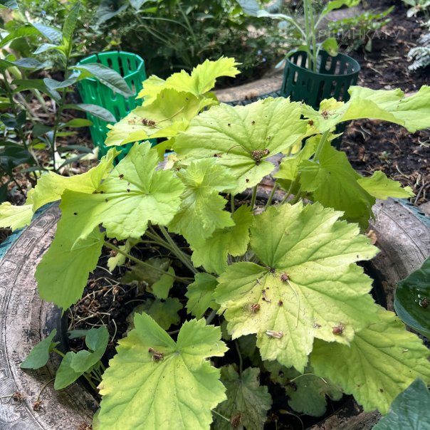 превью изображения отзыва