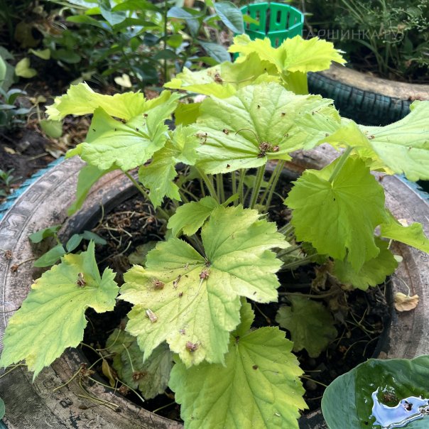 превью изображения отзыва