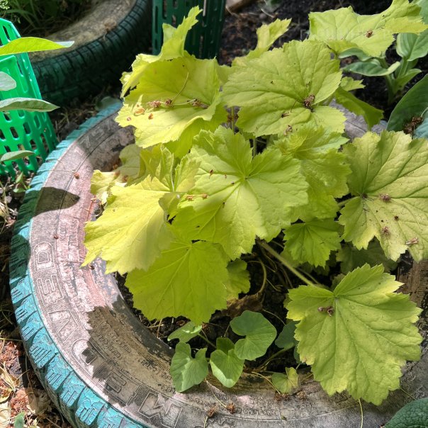 превью изображения отзыва