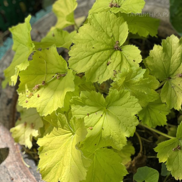 превью изображения отзыва