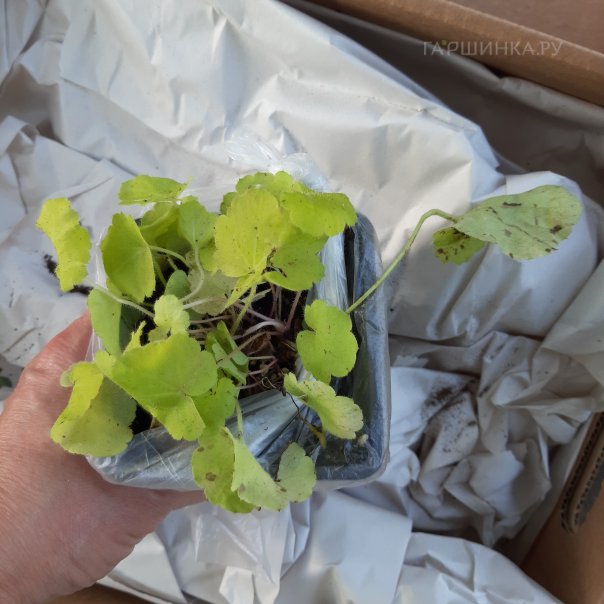 превью изображения отзыва