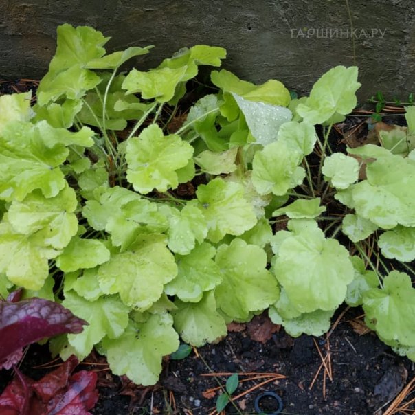 превью изображения отзыва