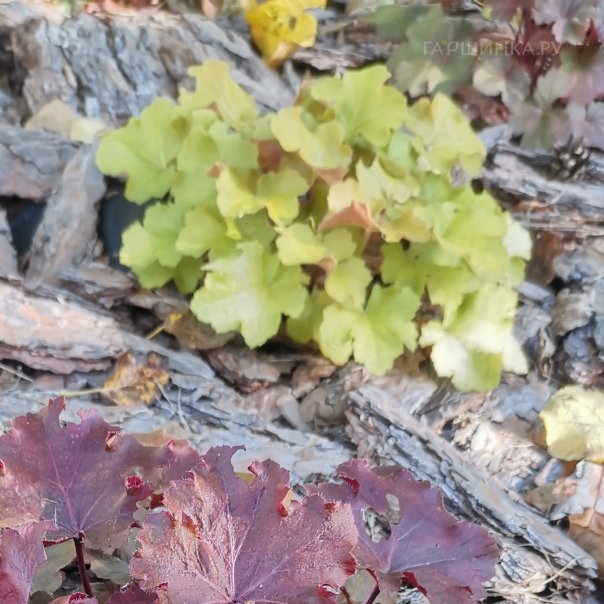 превью изображения отзыва