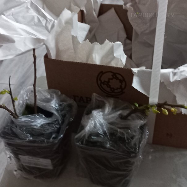 превью изображения отзыва