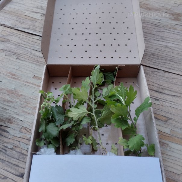 превью изображения отзыва