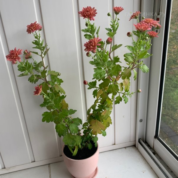 превью изображения отзыва